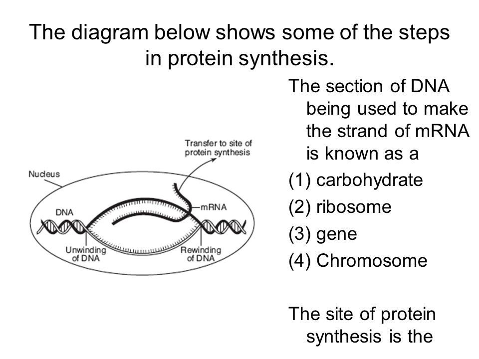 Protein Production: A Simple Summary of Transcription and Translation